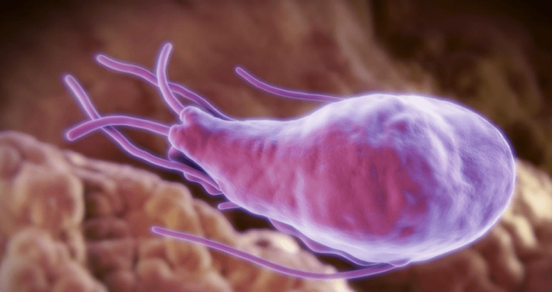 alveococcus و echinococcus